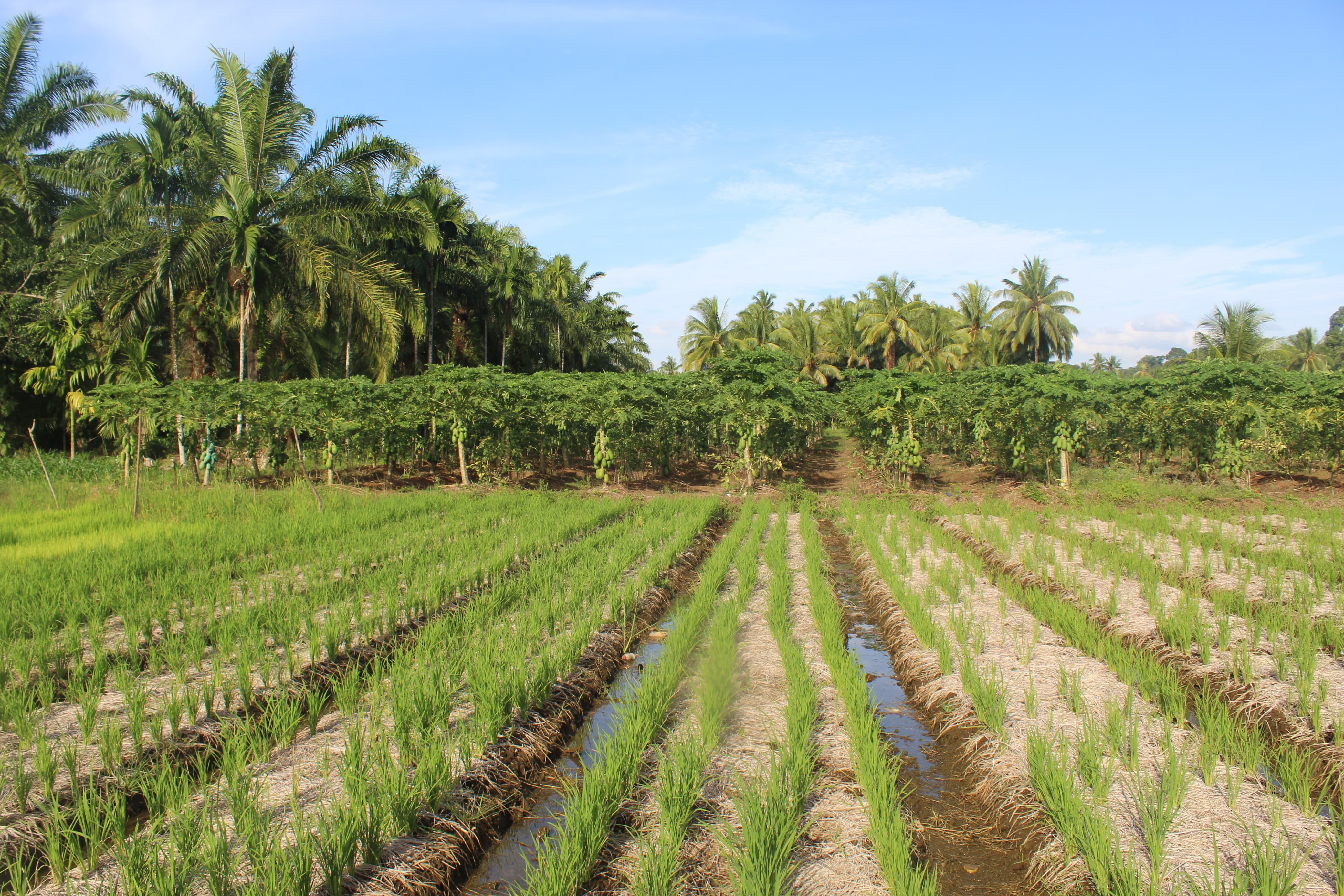 Sejarah Nagari Kampung Pinang